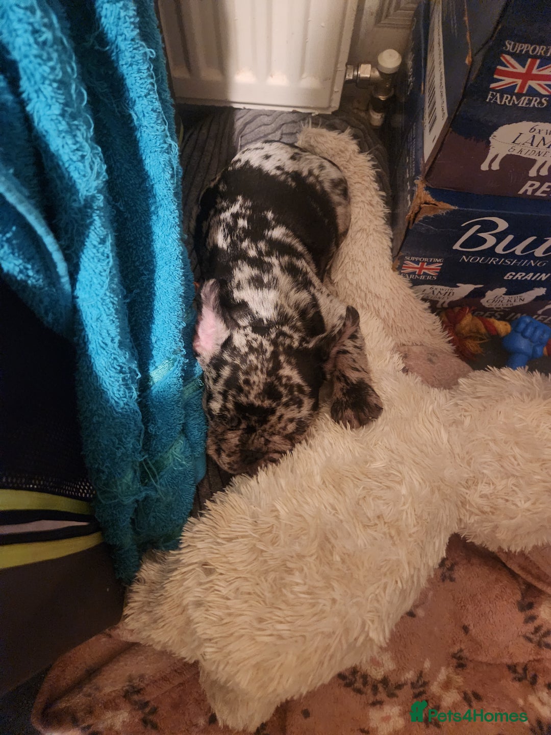 French Bulldog dogs for sale: Beautiful Puppy's For Sale  - Advert 14