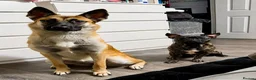 Shepsky dogs for sale: Shepsky for new home in Newcastle upon Tyne - Advert 5
