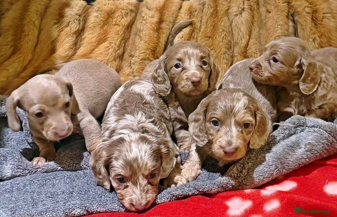 Miniature Dachshund dogs for sale: 💎RARE BREED/RARE BLOODLINE🩸 DACHSHUND PUPS 🐾 💕 - Advert 2
