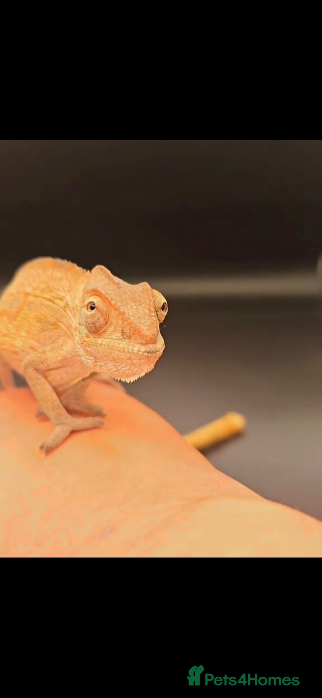 Gecko reptiles for sale: Current reptiles for sale - Advert 4