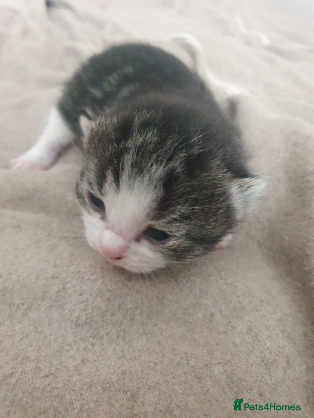 Mixed Breed cats for sale: Mixed breed kittens  - Image 3