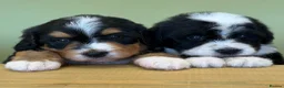 Bernedoodle dogs for sale: Bernadoodle pups homebred  - Advert 13