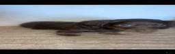 Miniature Dachshund dogs for sale: Miniature dadhaunds ready now  - Advert 14