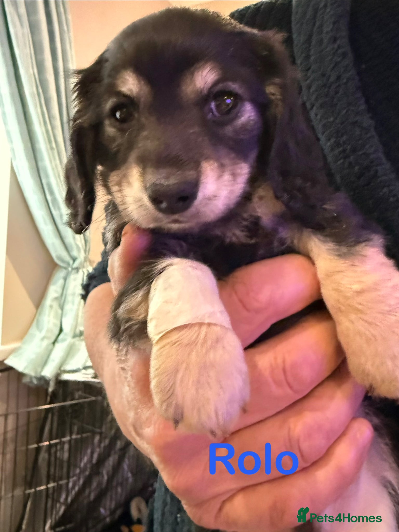 Dachshund dogs Stunning Miniature Dachshund Puppies family raised - Advert 2