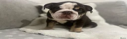 English Bulldog dogs for sale: 🌟 Quality English Bulldog Puppies ⭐️  - Advert 4