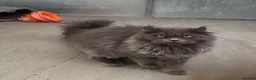 Maine Coon cats for sale: Maine coon crossed american curl blue boy  - Advert 3