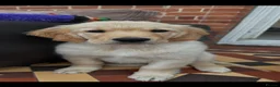Golden Retriever dogs for stud: Gorgeous golden retriever available for stud! in Romsey - Advert 14