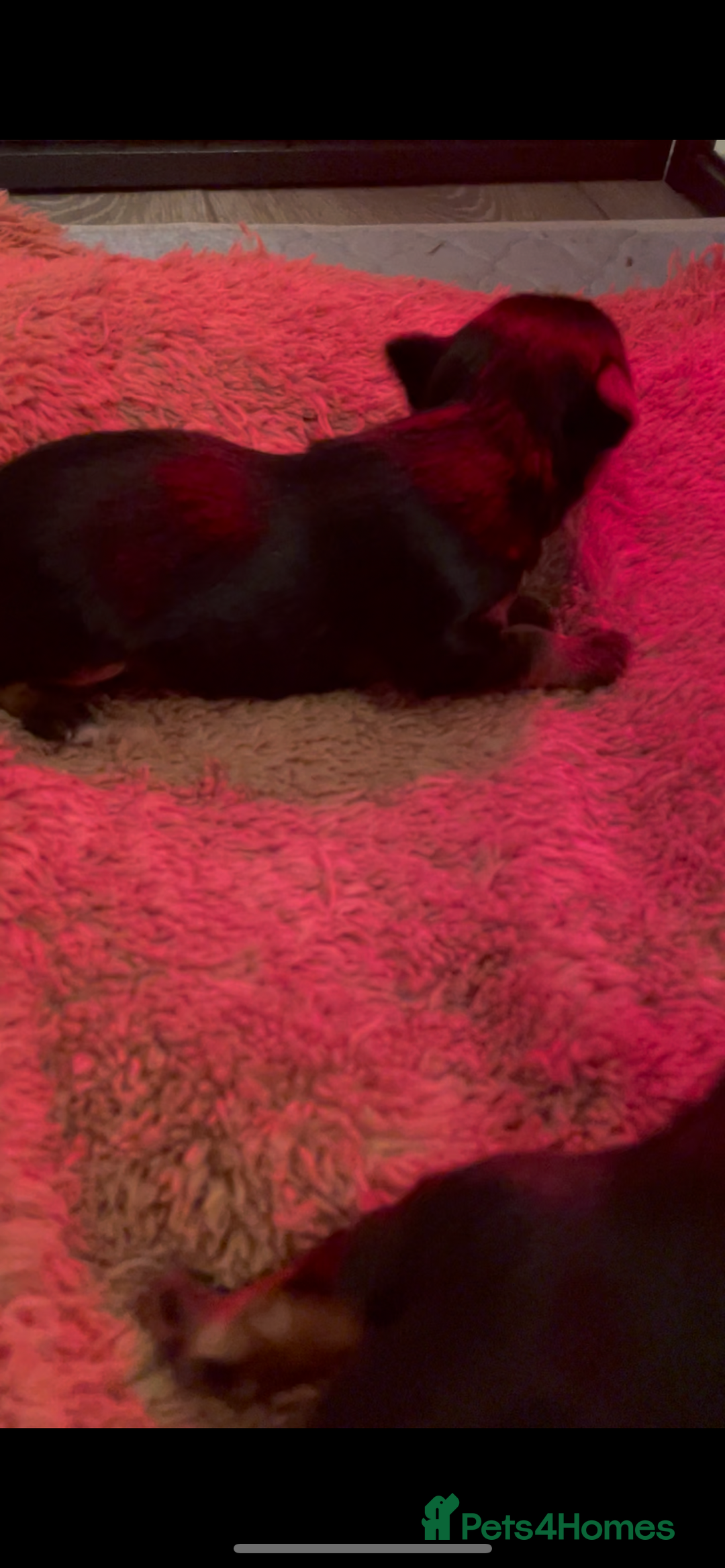 Yorkshire Terrier dogs for sale: MINI KC YORKIE TERRIER PUPS,VACCS, chip ect  - Image 7