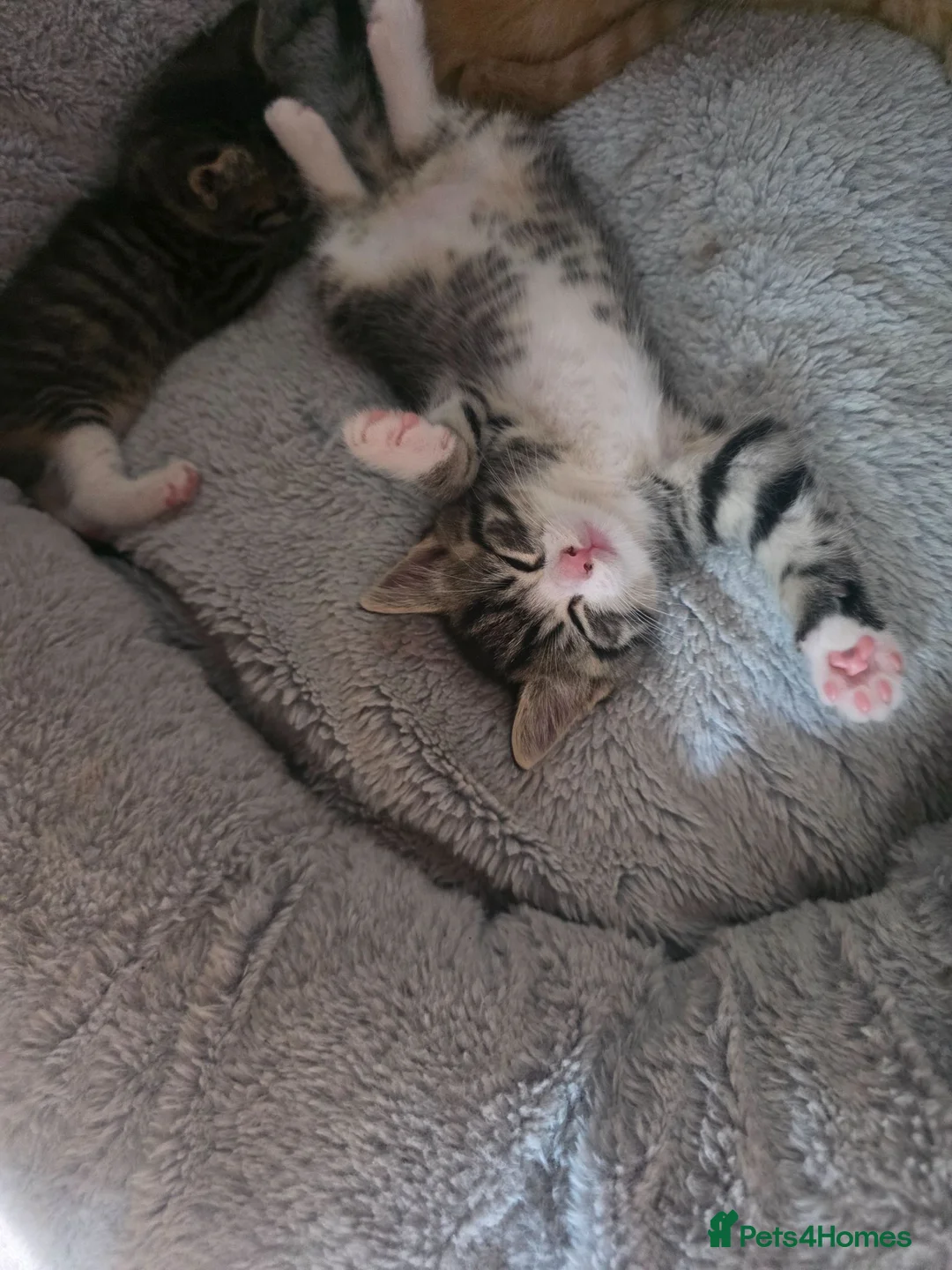 Mixed Breed cats for sale: Fluffy kittens  - Advert 2