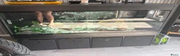 Bearded Dragon reptiles for sale: Red monster bearded dragon and full set up  - Advert 2