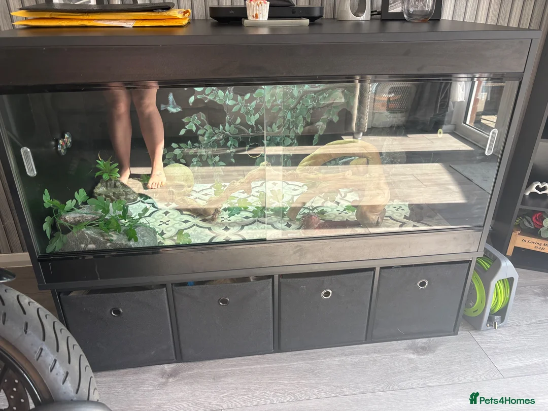 Bearded Dragon reptiles for sale: Red monster bearded dragon and full set up  - Advert 2