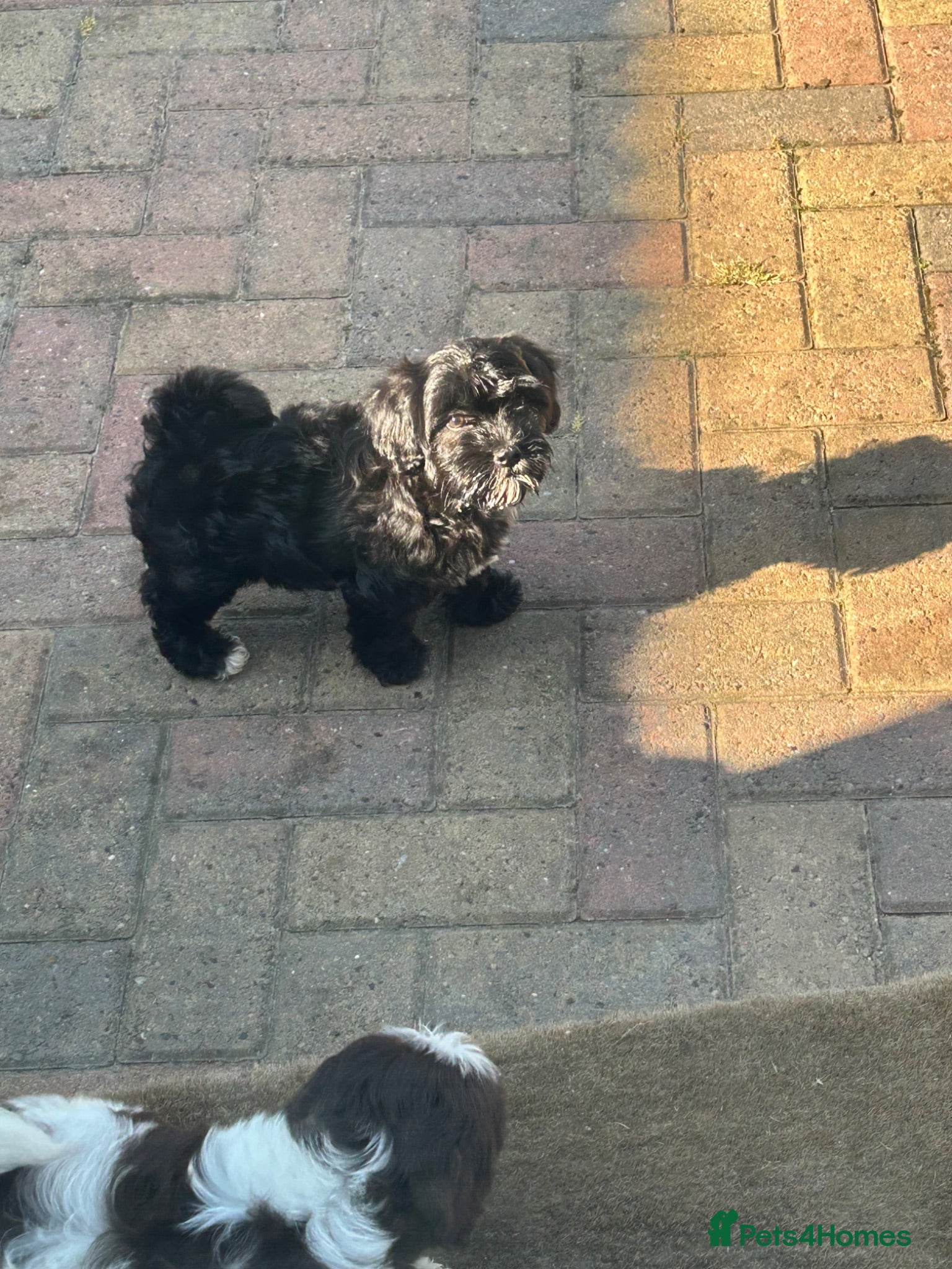 Havanese dogs 8 Exceptional colours KC reg Havanese puppies  - Advert 1