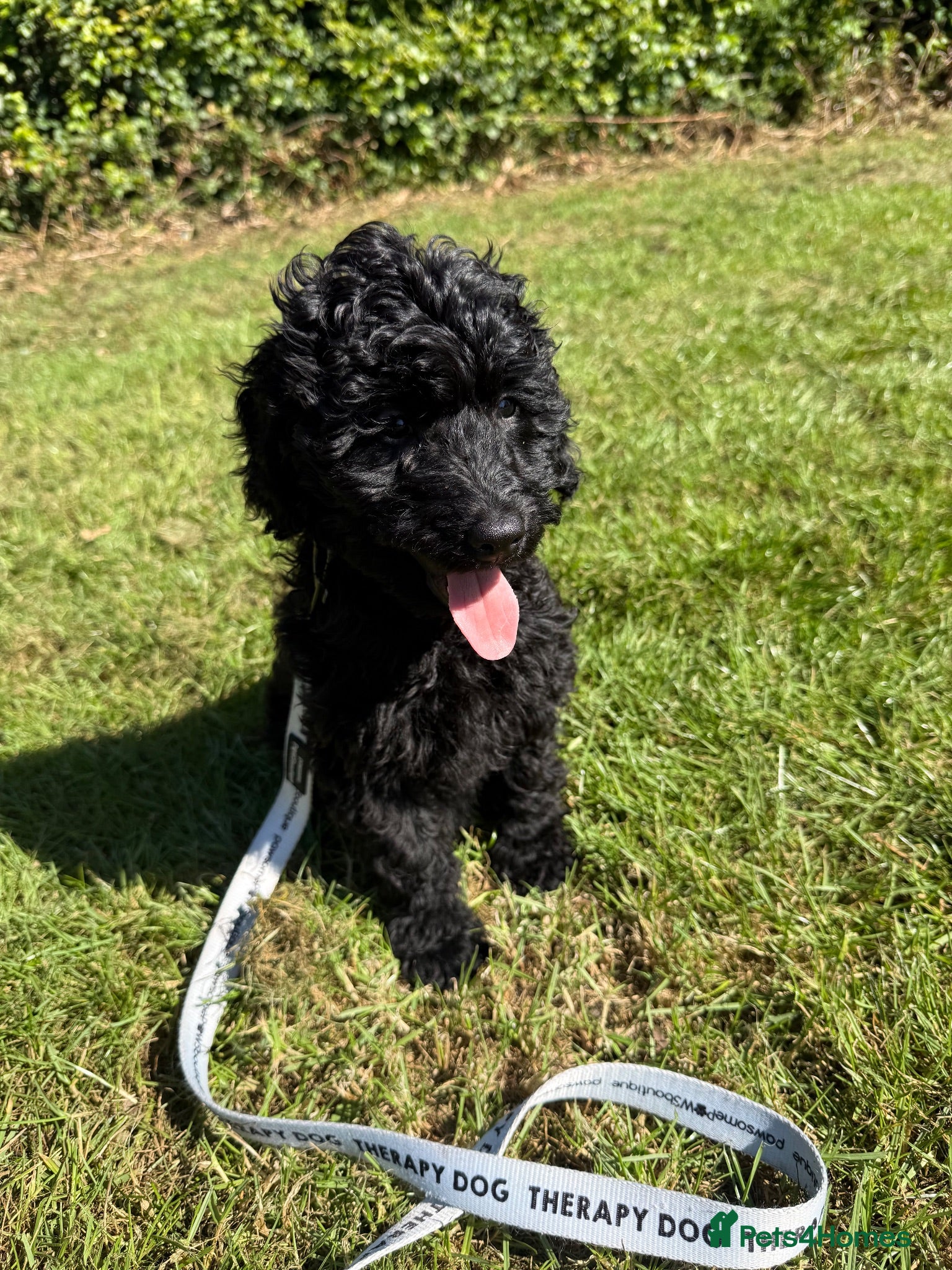Labradoodle dogs 🐾🐾Advanced trained Therapy/Assistance Puppy🐾🐾 - Advert 2