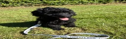 Labradoodle dogs for sale: 🐾🐾Advanced trained Therapy/Assistance Puppy🐾🐾 - Advert 1