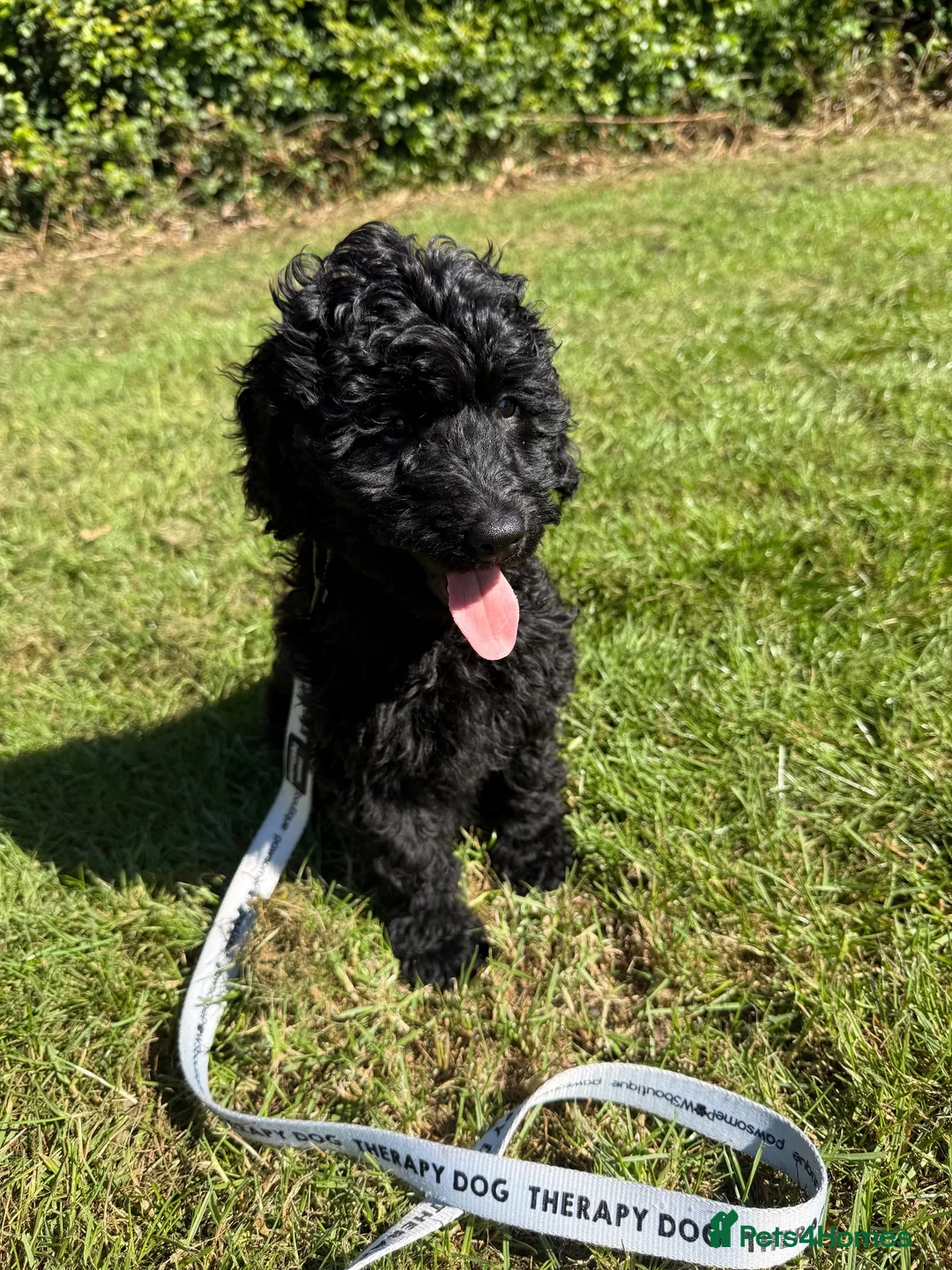 Labradoodle dogs for sale: 🐾🐾Advanced trained Therapy/Assistance Puppy🐾🐾 - Advert 1