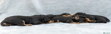 Airedale Terrier 6