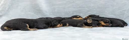 Airedale Terrier dogs for sale: ⭐️QUALITY KC AIREDALE TERRIERS PUPPIES⭐️ - Advert 5