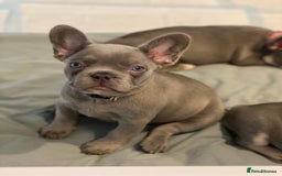 French Bulldog dogs for sale: French bulldog puppies - Image 4