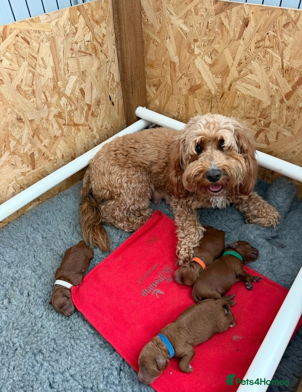 Cockapoo dogs F1b cockapoo puppies fully DNA and health tested. - Advert 1