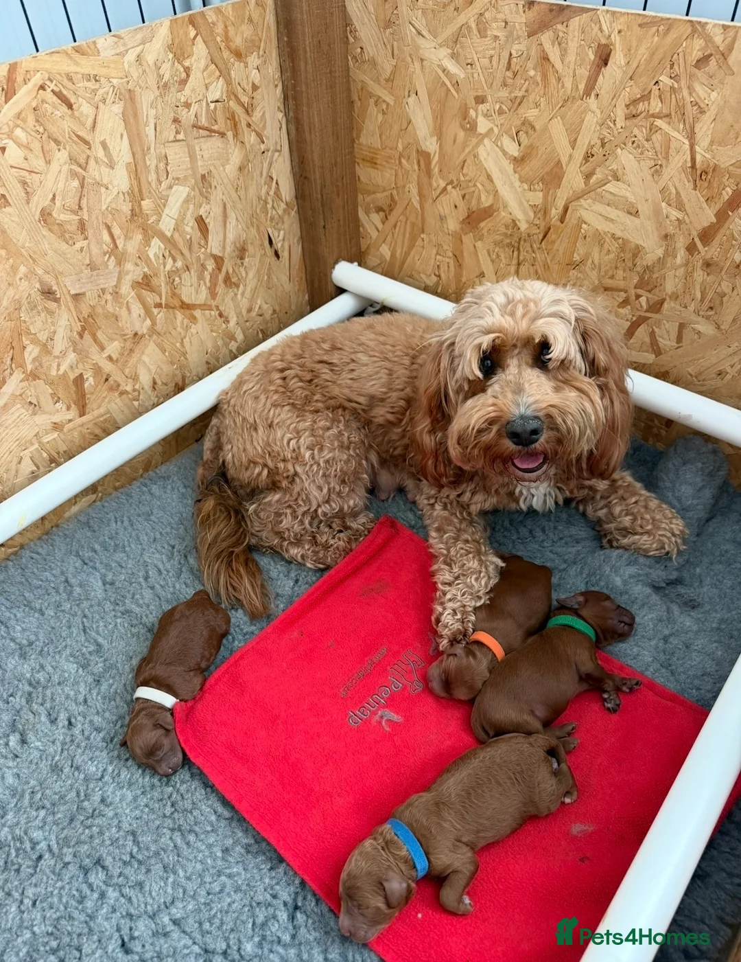Cockapoo dogs for sale: F1b cockapoo puppies fully DNA and health tested. in Lewes - Advert 1