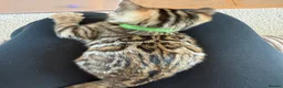 Bengal cats for sale: Stunning Bengal kittens - Advert 22