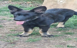 German Shepherd dogs for sale: German shepherd puppy - Image 2
