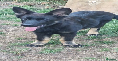 German Shepherd dogs - Advert 4