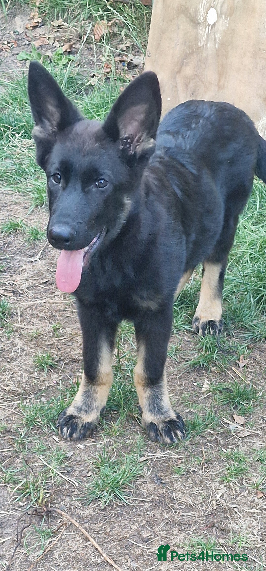 German Shepherd dogs for sale: German shepherd puppy - Image 2