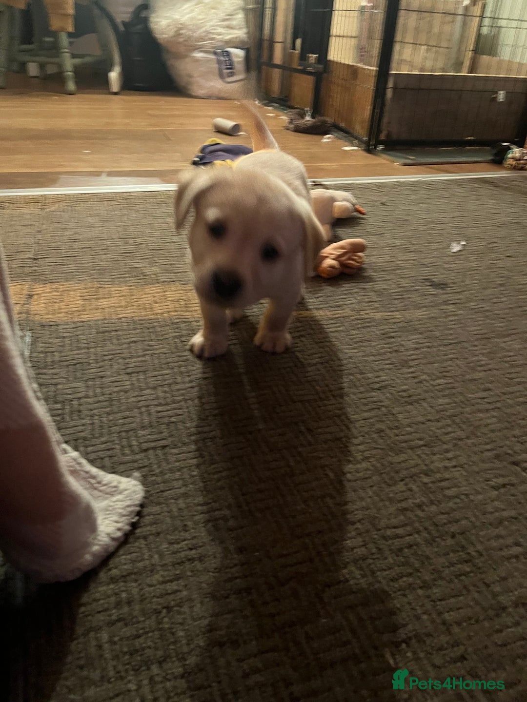 Labrador Retriever dogs for sale: Labrador Puppies - Advert 5