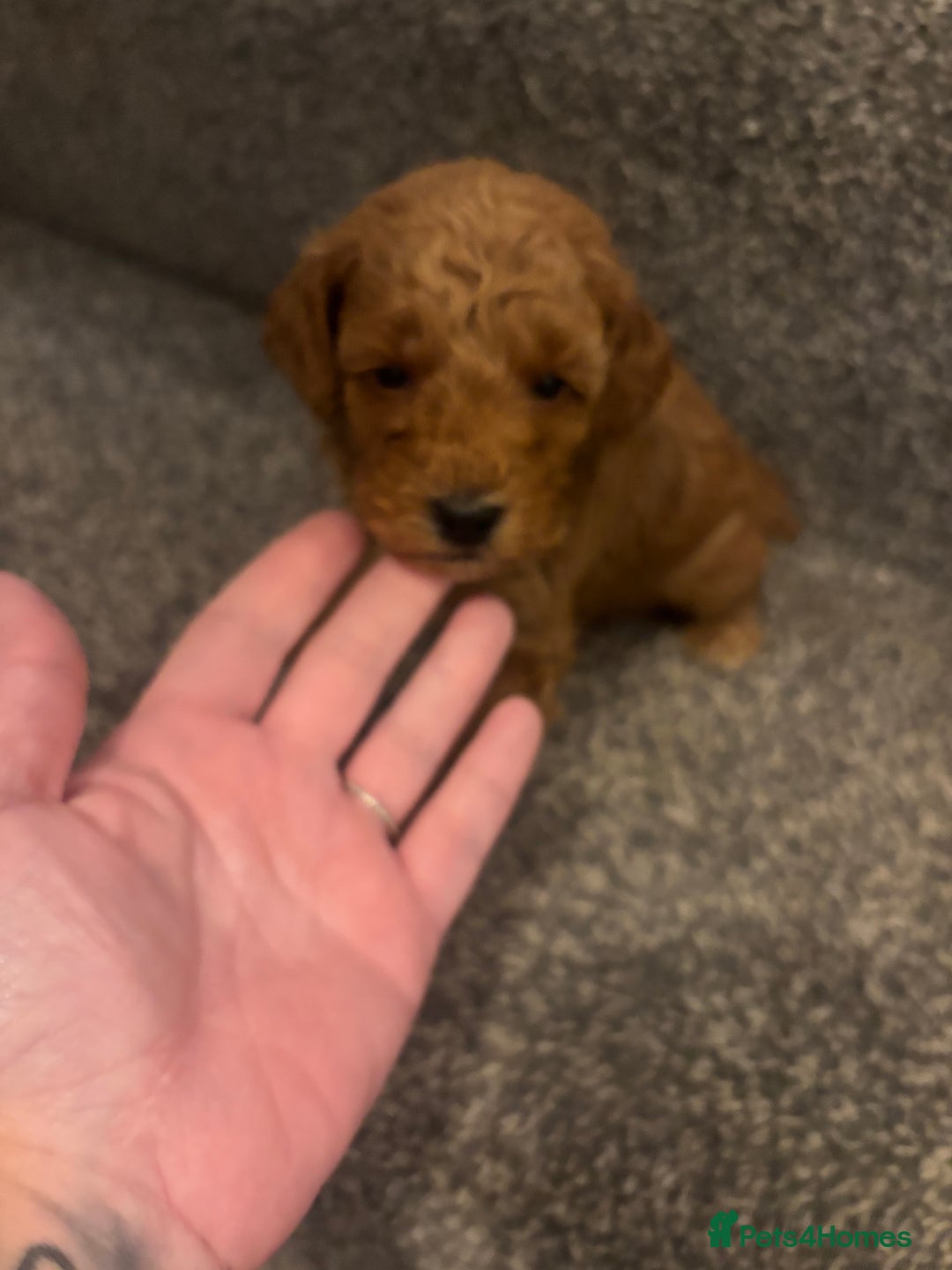 Toy Poodle dogs for sale: Toy poodle puppies *Ready for  ** * - Advert 26