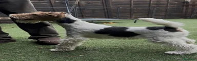 Fox Terrier 1