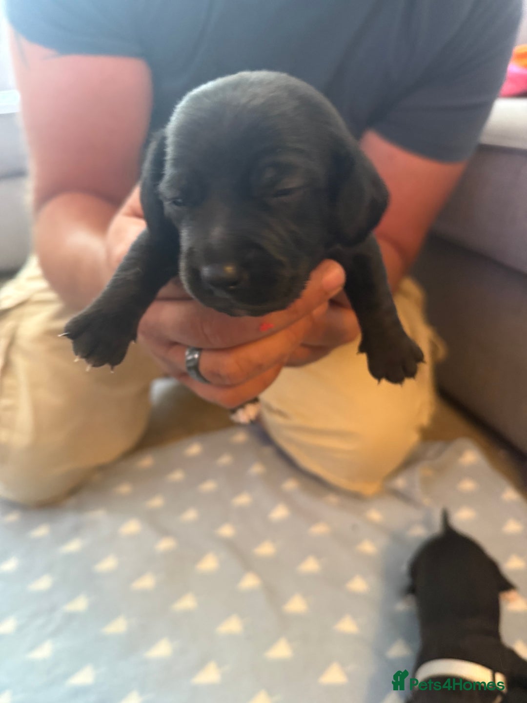 Mixed Breed dogs for sale: Doxla  - Image 10