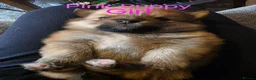 Pomeranian dogs for sale: 3 Beautiful pomeranian puppies for sale - Advert 25