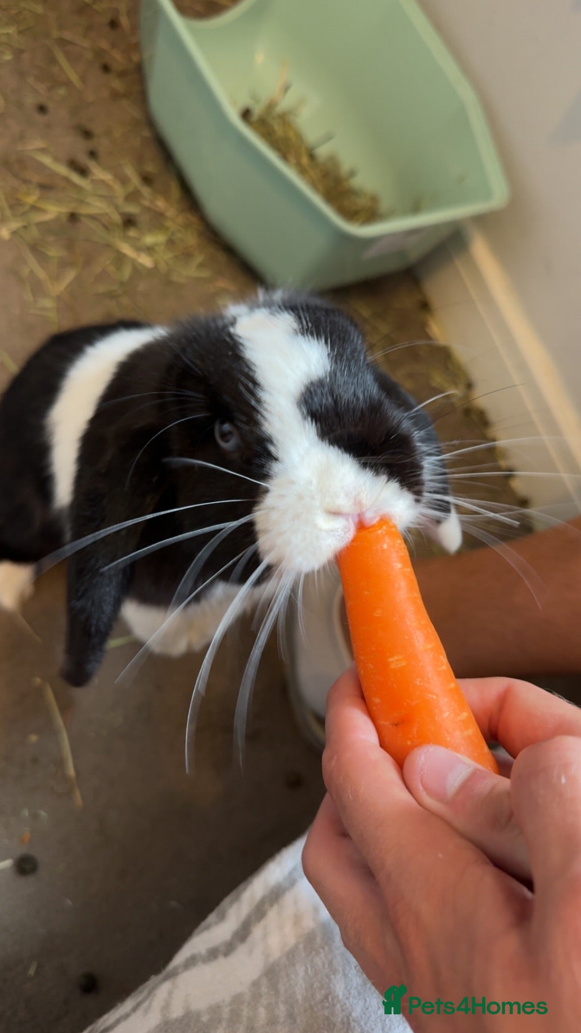 Mini Lop rabbits Cow boy (mini lop) - Advert 2