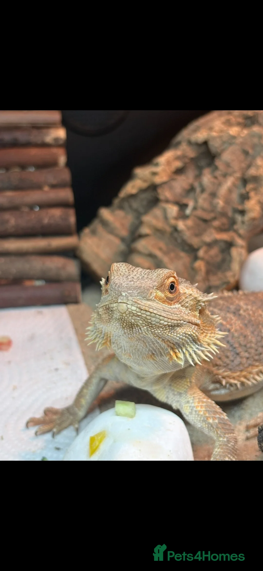 Bearded Dragon reptiles for sale: Bearded dragon  in Spalding - Advert 6