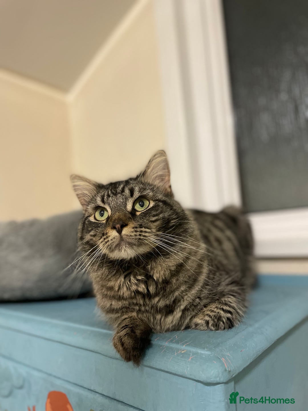 Domestic Shorthair cats for adoption: Fitz, 18 month old male neutered  - Advert 10