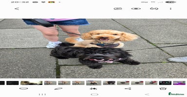 Shihpoo dogs - Advert 12