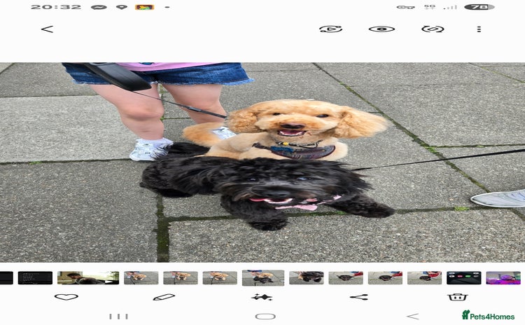 Shihpoo dogs - Advert 4