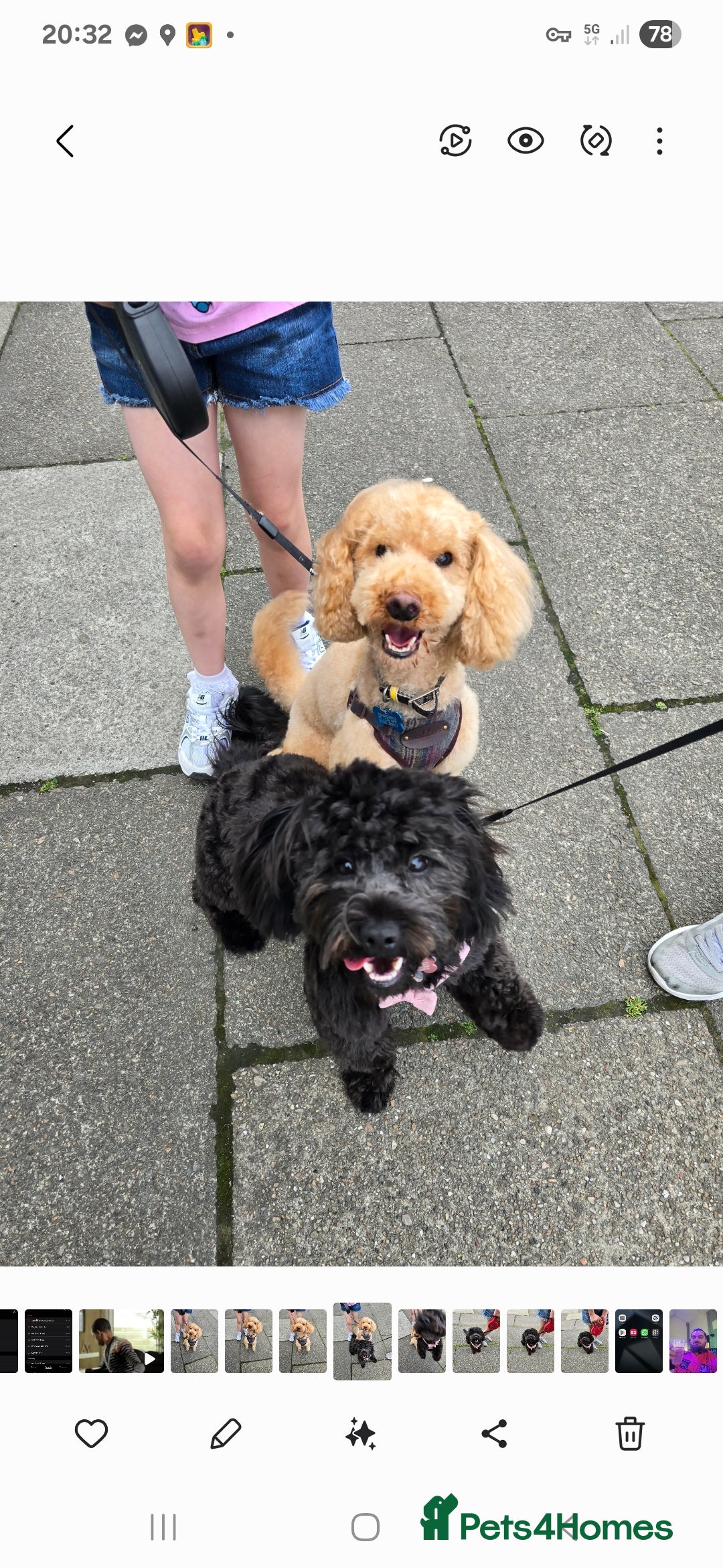 Shihpoo dogs for sale: ADORABLE F1B SHIHPOO PUPPIES! - Image 16