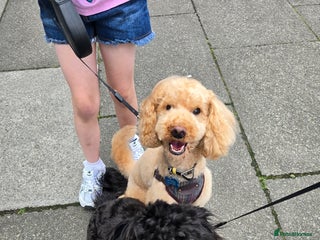 Shihpoo dogs - Advert 2