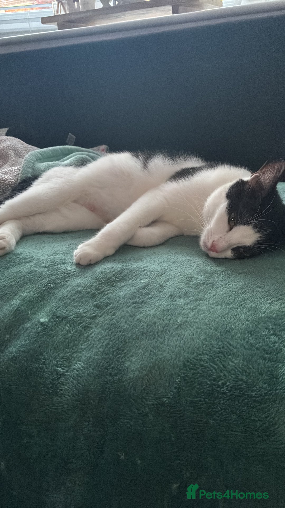 Mixed Breed cats for sale: Black kittens - Image 8