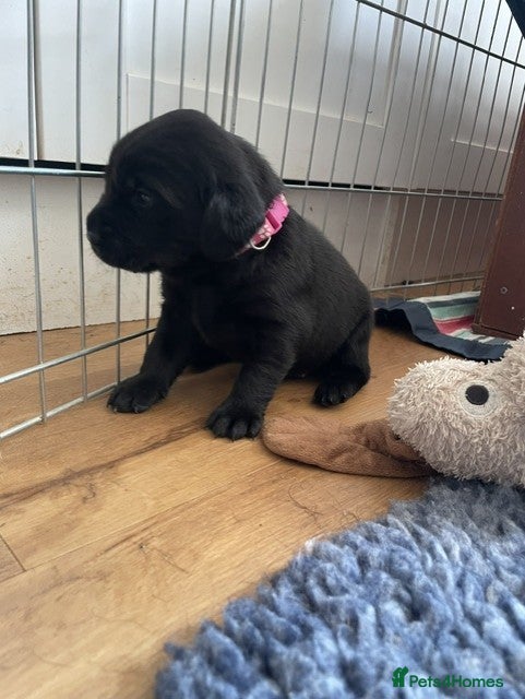 Labrador Retriever dogs Beautiful KC REG family raised Black Lab puppies - Advert 2