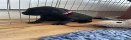 Labrador Retriever dogs for sale: Beautiful KC REG family raised Black Lab puppies - Advert 2