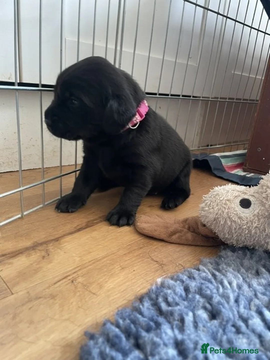 Labrador Retriever dogs for sale: Beautiful KC REG family raised Black Lab puppies - Advert 2