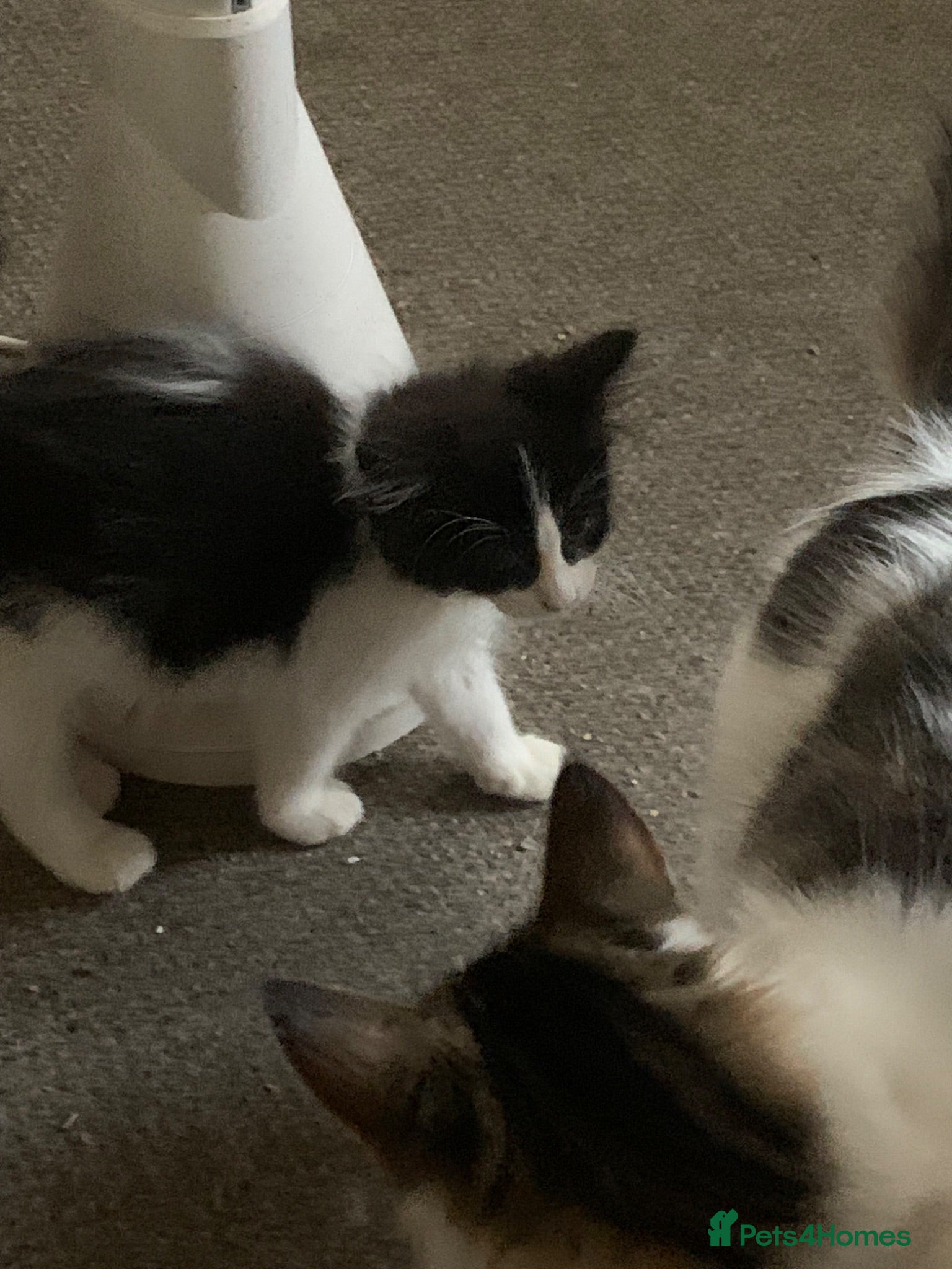 Mixed Breed cats Kittens - Advert 1