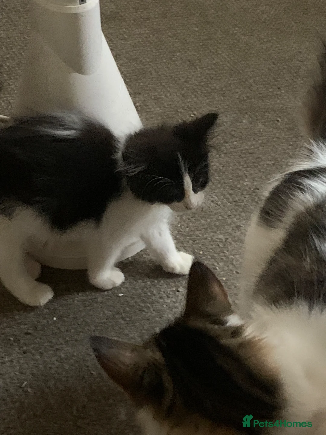 Mixed Breed cats for sale: Kittens in Peterborough - Advert 1