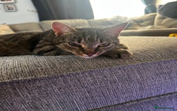 Mixed Breed cats for sale: 2 beautiful tabby girls and 1 Black & white Boy - Image 1