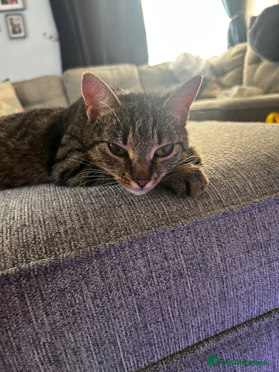Mixed Breed cats for sale: 2 beautiful tabby girls and 1 Black & white Boy - Image 1