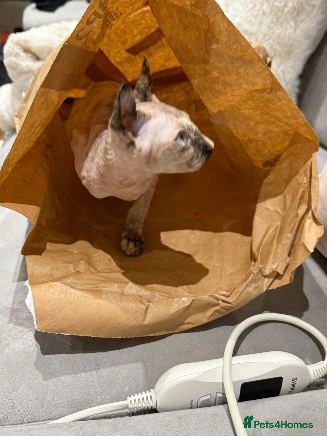 Sphynx cats for sale: Elf Sphynx - Advert 11