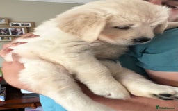 Golden Retriever dogs for sale: Stunning Pale Cream Fluffy Golden Retrievers - Image 16